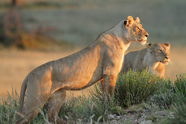 Lioness standing on a rocky outcrop or hill, looking forwards stock photo