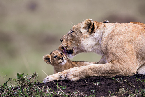 Lioness is licking her cute lion cub in the wild.