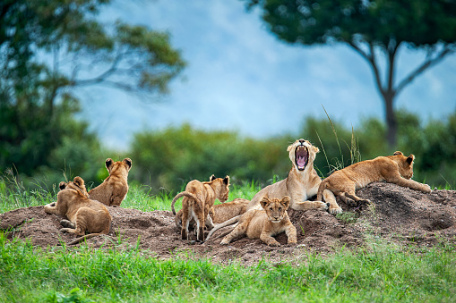 A moaning lioness (panthera leo) with her cubs is resting on a small hill. Shot in wildlife, directly at the border of Masai Mara (Kenya) and Serengeti (Tanzania).