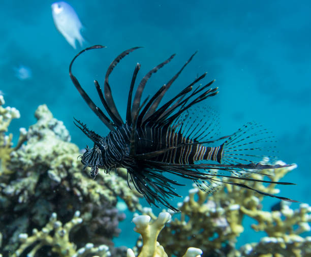 Lionfish (Pterois volitans) in the sea. stock photo