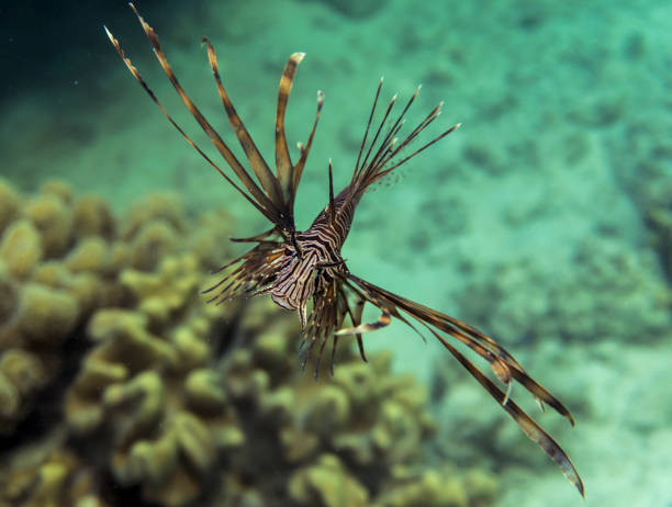 Lionfish (Pterois volitans) in the sea. stock photo