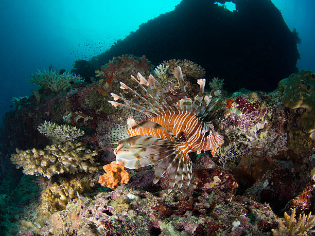 lionfish stock photo