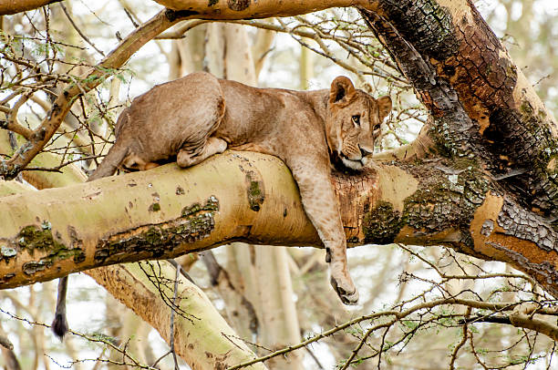 Lionness in the Tree A Lioness lying in the branch of a Fever Acacia tree with her right leg hanging down. Her head is turned to her right and she is looking out at nothing specific in the distance, almost like she is daydreaming. lake nakuru stock pictures, royalty-free photos & images
