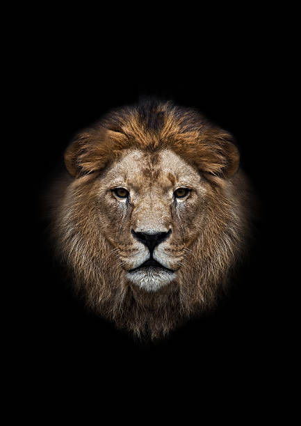 lion's head  lion face stock pictures, royalty-free photos & images