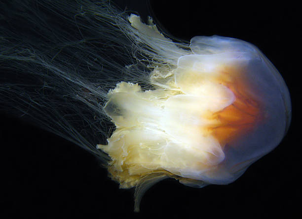 Lion's Mane Jellyfish stock photo