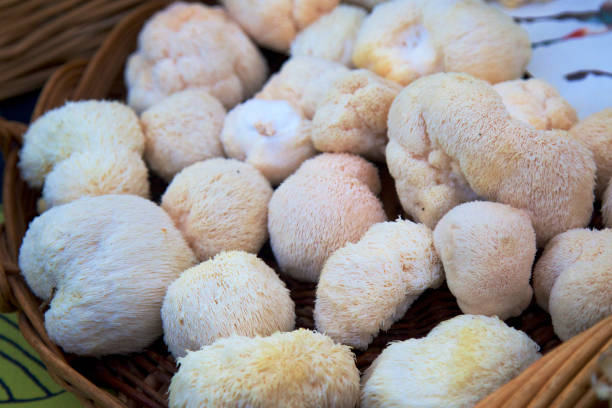 Lion's mane mushrooms a basket of Lion's mane mushrooms at the farmer's market mushroom stock pictures, royalty-free photos & images
