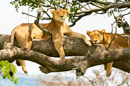 Lions (Panthera leo) in Serengeti National Park, Tanzania, Africa