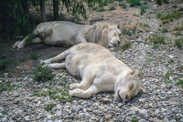 Lions sleeping stock photo