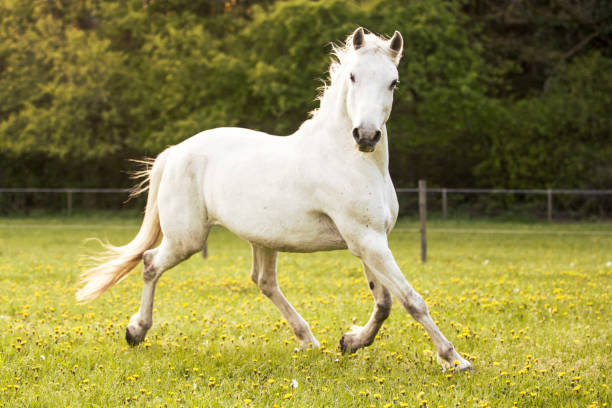 Lipizzaner Stock Photos, Pictures & Royalty-Free Images - iStock