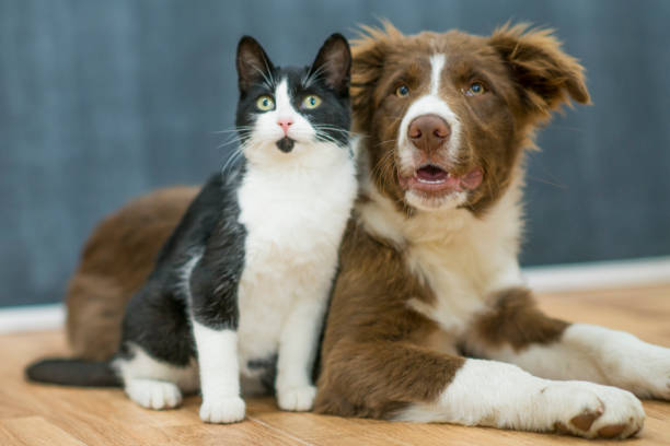 Seekor anak anjing dan anak kucing duduk berdekatan satu sama lain, dengan sabar menunggu instruksi.