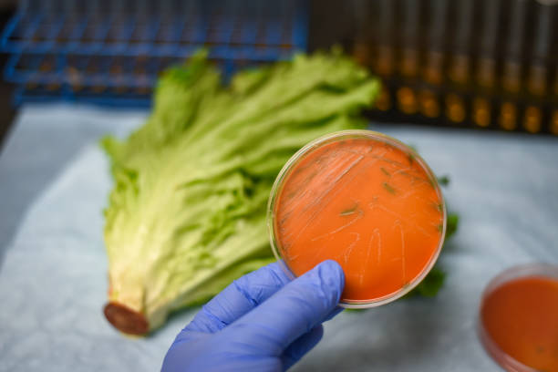 Listeria bacterial culture plate isolated from romaine lettuce vegetable Listeria culture plate holding in hand against fresh vegetable romaine lettuce listeria stock pictures, royalty-free photos & images