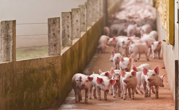 lithotes on pig farm stock photo