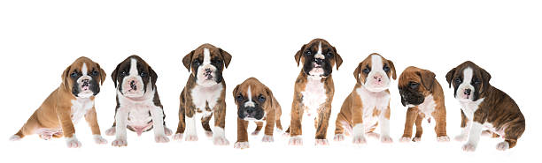 Litter of Boxer Puppies A litter of purebred Boxer pups boxer puppy stock pictures, royalty-free photos & images