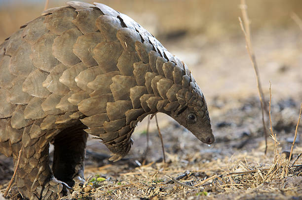 A little ant eater grazing for food Anteater in Namibia pangolin stock pictures, royalty-free photos & images