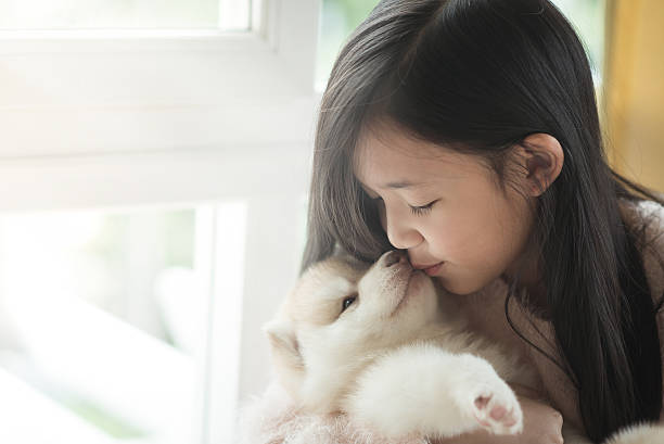 小さなアジアの女の子キス、シベリアンハスキー子犬 - 犬　少女 ストックフォトと画像
