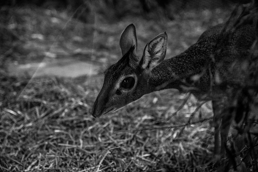 Little baby fawn, black and white photography