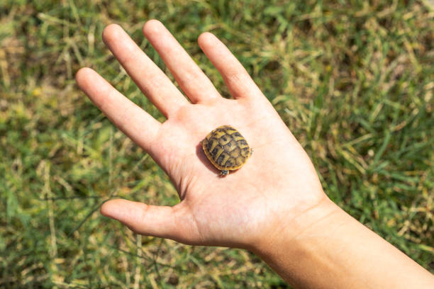 Little baby turtles in the hands Little baby turtles in the hands lepro stock pictures, royalty-free photos & images