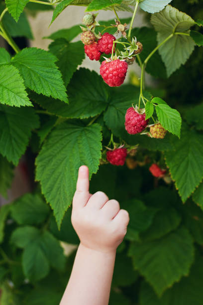 little baby's hand pointing on sweet ripe raspberries hanging on the bush stock photo