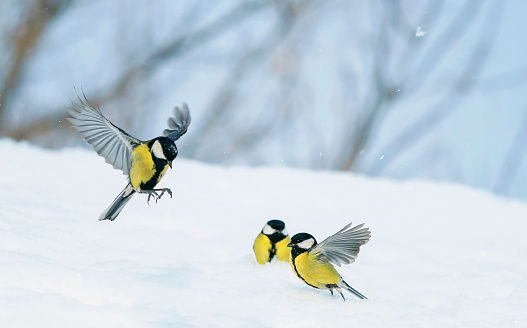 小さな鳥のおっぱいが飛ぶし晴れた日にウィンター ガーデンの白い雪の上を歩く シジュウカラ科のストックフォトや画像を多数ご用意 Istock