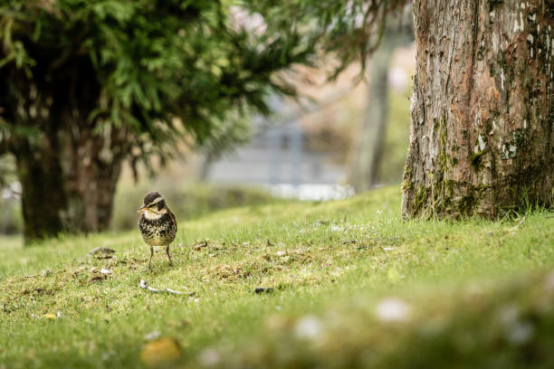 Little bird with trees and grass stock photo
