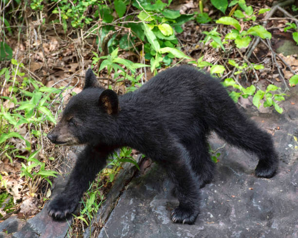 Little Black Bear Cub stock photo