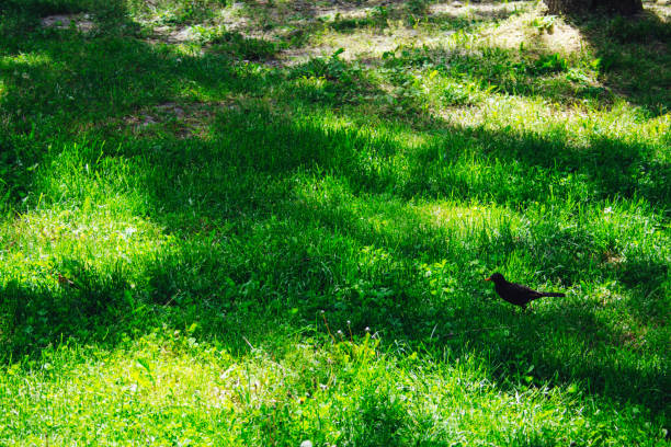 Little black bird in the grass stock photo