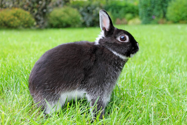 lilla svart kanin på grönt gräs. netherland dvärg kanin. - netherland dwarf rabbit bildbanksfoton och bilder