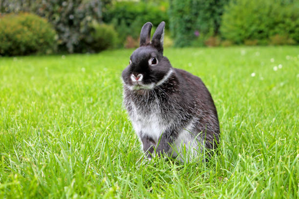 lilla svart kanin på grönt gräs. netherland dvärg kanin. - netherland dwarf rabbit bildbanksfoton och bilder