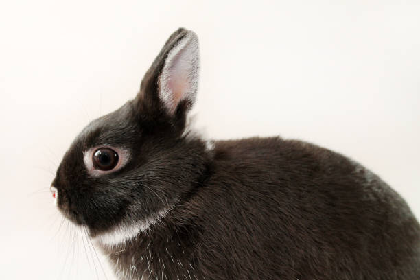 lilla svart kanin på vit bakgrund. netherland dvärg kanin. - netherland dwarf rabbit bildbanksfoton och bilder