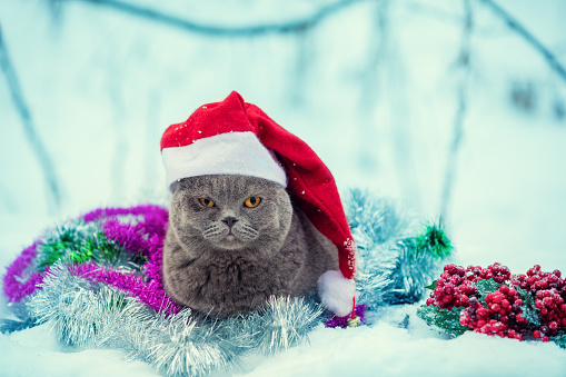 Little Blue British Shorthair Kitten Wearing Santa Hat Winter