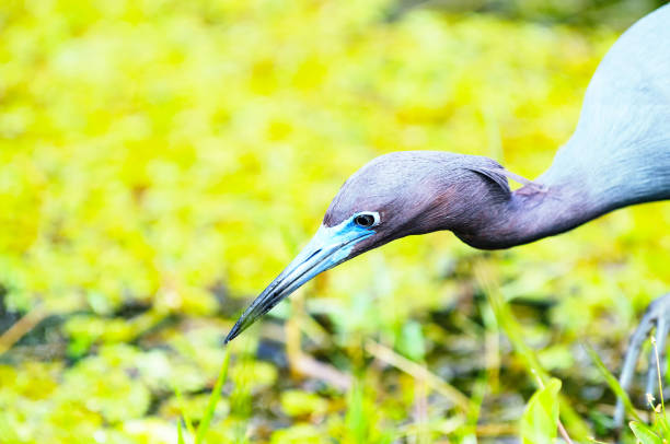 Little Blue Heron stock photo