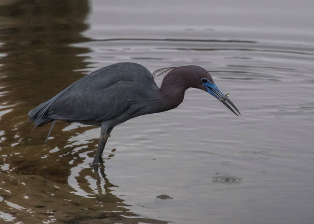 Little Blue Heron with a captured fish stock photo