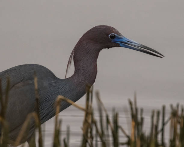 Little Blue Heron with a droplet of water stock photo