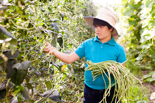 Little Boy Picking Harvest Of Chinese Vigna In Sunny Garden At