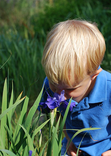 Little Boy Smelling Iris stock photo