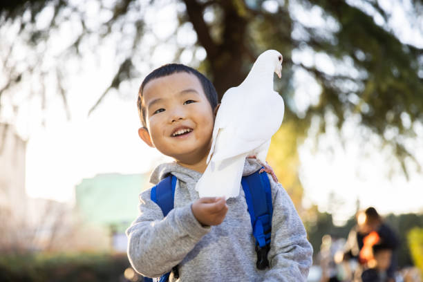 little boy with pigeons stock photo