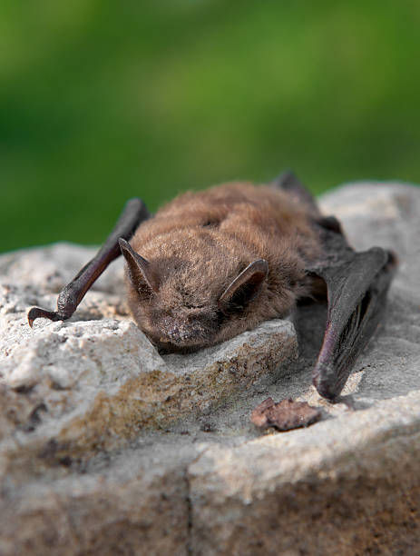 Little Brown Bat (Myotis lucifugus) stock photo