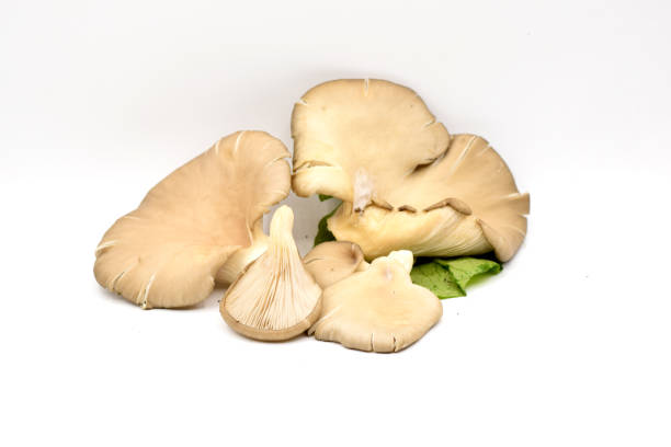 Little Brown Mushrooms on White Background stock photo