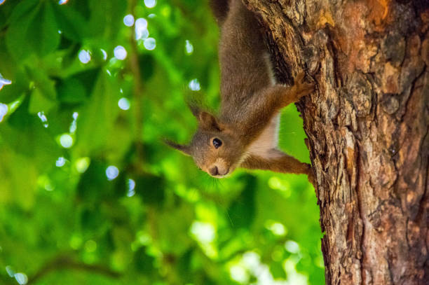 Little brown squirrel in the playful mood on a tree stock photo