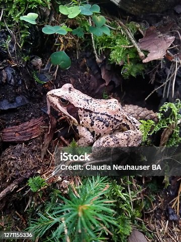 istock little brown toad on old trunk in forest 1271155336