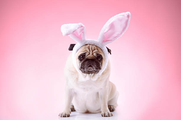 Little bunny styled pug on pink background stock photo