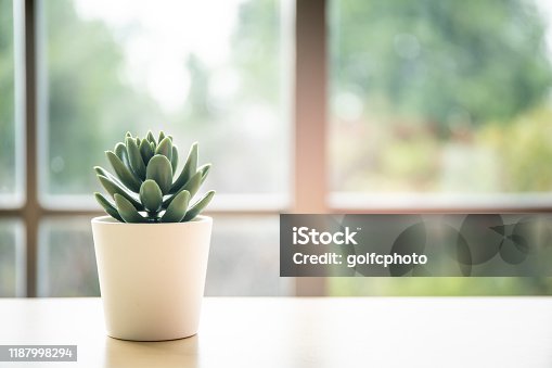 istock Little cactus in pot. 1187998294