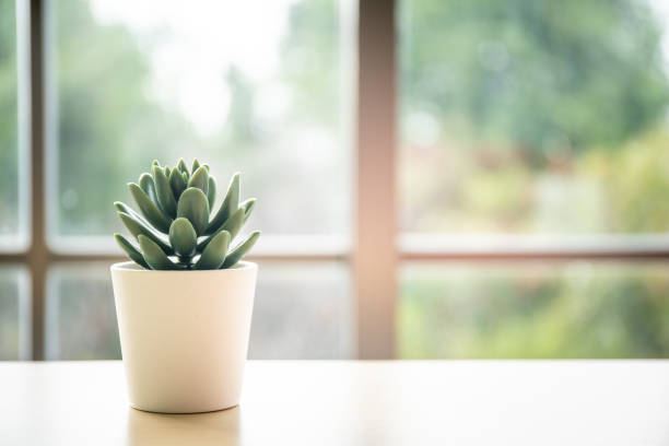 Little cactus in pot. Small plastic cactus in a pod decorated on the table with blurred window and nature background, copy space. houseplant photos stock pictures, royalty-free photos & images