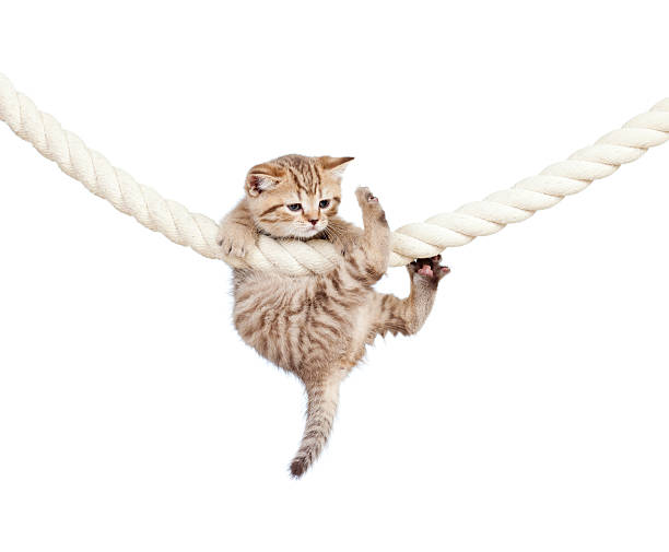 little cat clutching at rope on white background stock photo