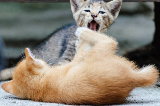 Very Angry Ginger Cat Stock Photos, Pictures & Royalty-Free Images - iStock