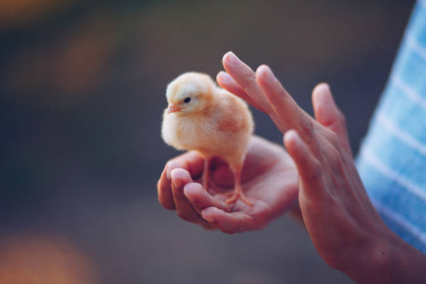 Little chick bird in hands Hands, Affectionate, Aging Process, Agriculture, Animal baby chicken stock pictures, royalty-free photos & images
