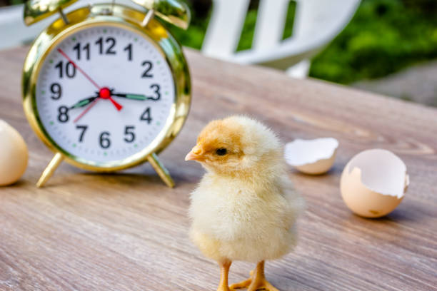 Little chick, eggshell and alarm clock on the table, close-up stock photo
