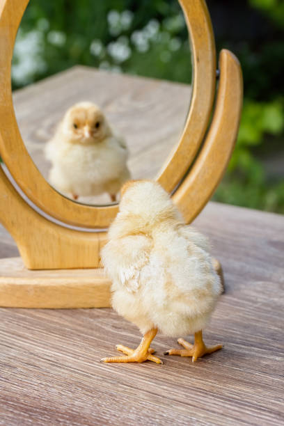 Little chick looks at the table mirror stock photo