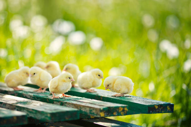 Little chickens and eggs on the wooden table. Green bsckground. Copy space stock photo