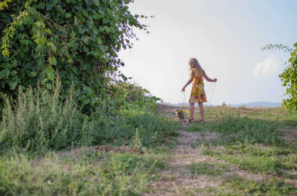 little child walking with cat in lead stock photo
